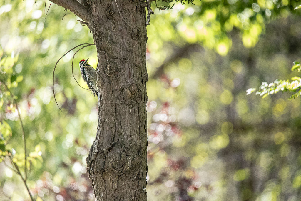 Backyard Birds NH-1401.jpg